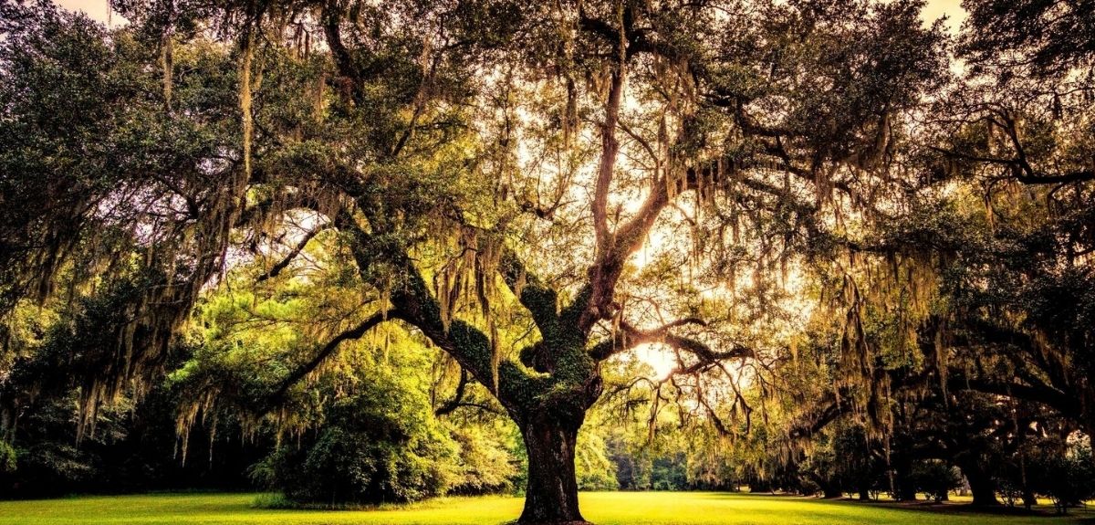 Quelle est la signification du bracelet arbre de vie pour hommes ?
